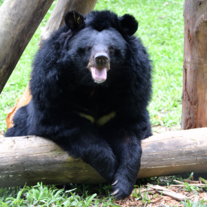 Asiatic black bear sitting on wooden logs in an outdoor enclosure, mouth open as if smiling.