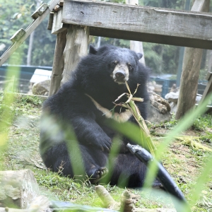 A moon bear sitting on grass, chewing on a stick in a natural outdoor enclosure.