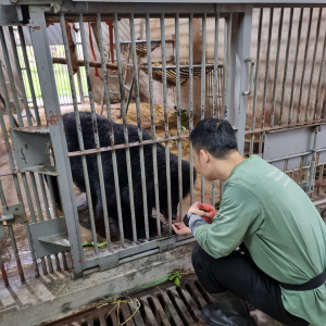 Caregiver feeding an Asiatic black bear inside a metal cage in an indoor animal care facility.