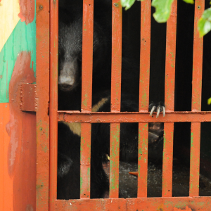 Asiatic black bear inside a painted metal cage, reaching a paw through the bars in an outdoor setting.