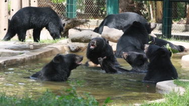 Group of Asiatic black bears playing and swimming in a pool, with others relaxing nearby in an enclosure surrounded by rocks and greenery.