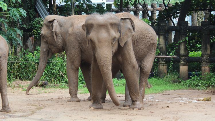 Vietnam zoo ends elephant shows - Animals Asia