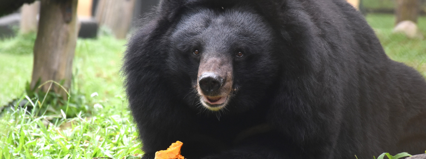 Adult moon bear holding a piece of pumpkin in a grassy enclosure at sanctuary, facing camera and looking happy and relaxed