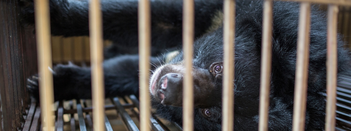 A bear in a cage lying on its side, looking through the bars to camera