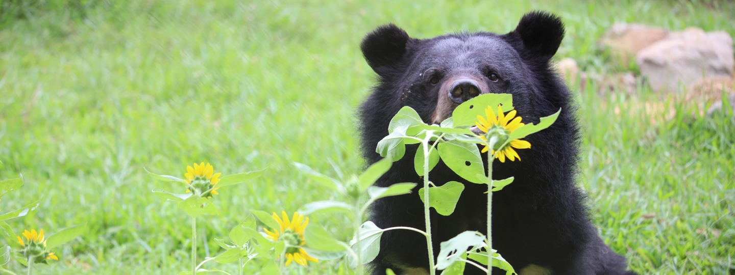 Asiatic black bear sits in a grassy field behind blooming yellow sunflowers, with rocks visible in the background.