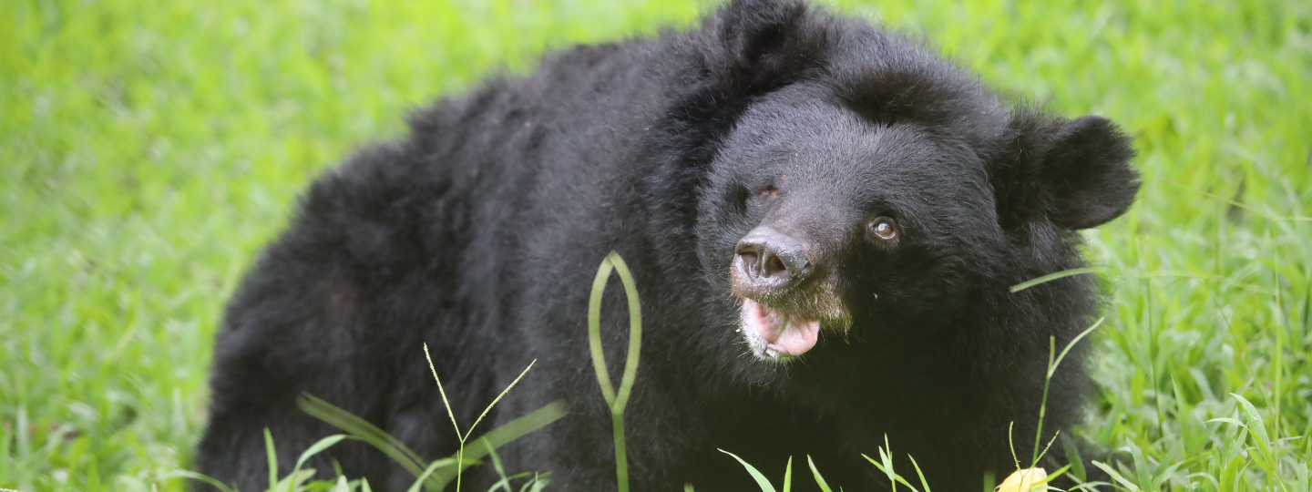 Asiatic black bear with thick black fur sitting in green grass, looking up with mouth open in an outdoor enclosure.