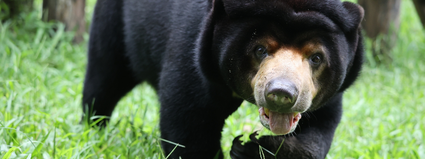 A rescued sun bear walks through lush grass at an Animals Asia sanctuary, her gentle eyes and open mouth revealing a glimpse of her playful personality and the safety she now knows.

