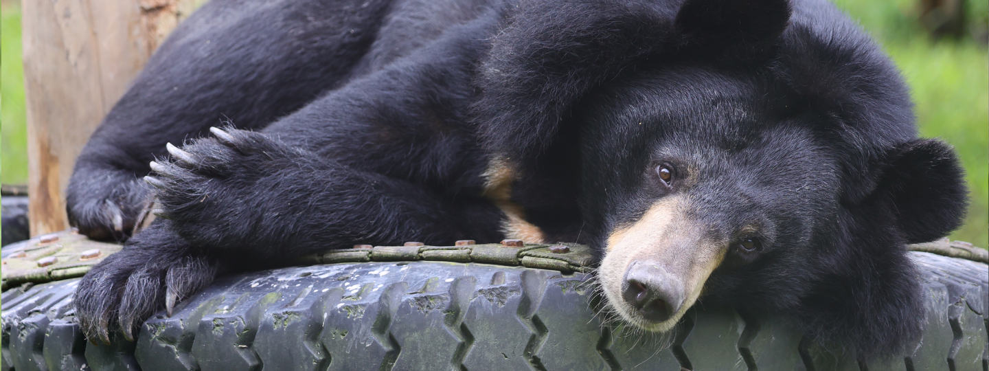 Moon bear resting comfortably on a large tire in a grassy outdoor sanctuary.
