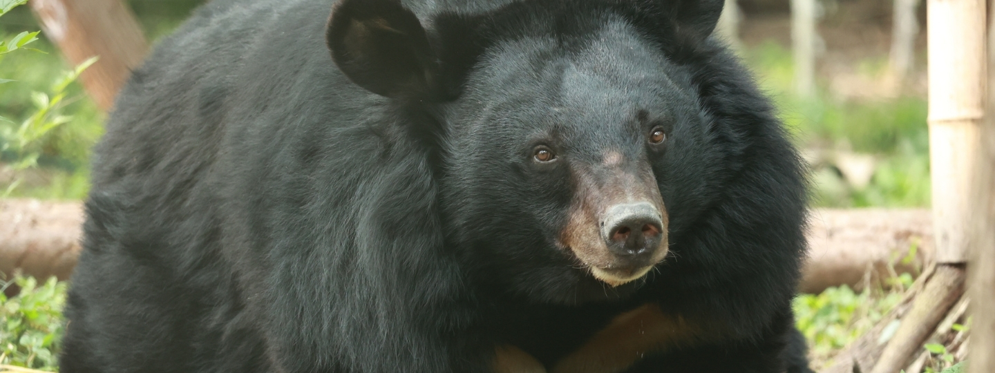 Asiatic black bear stands alert on grassy ground, surrounded by bamboo and greenery in a sanctuary setting.