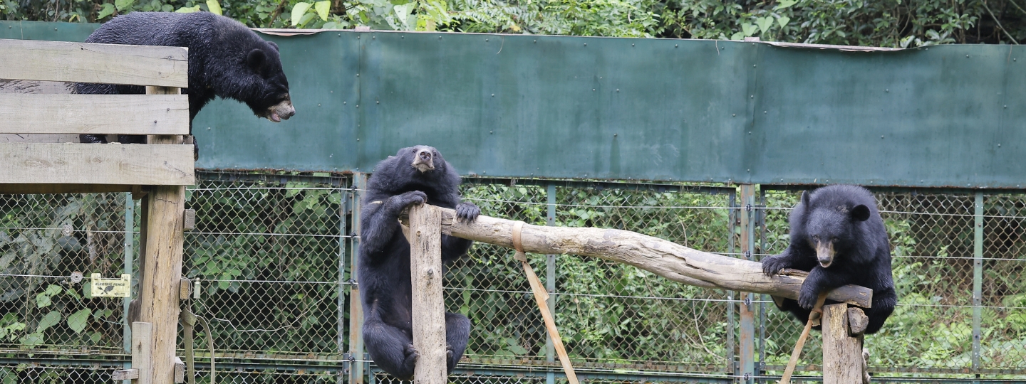 Three Asiatic black bears climb and rest on wooden platforms and logs in a grassy enclosure with fencing.