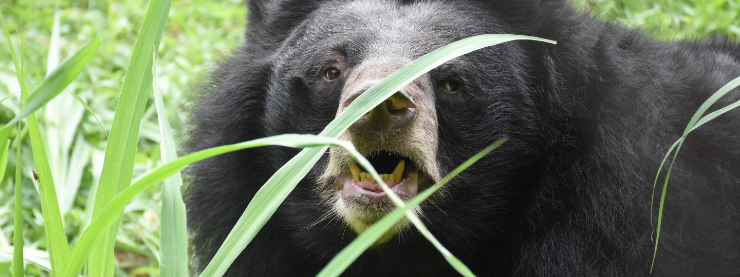 Asiatic black bear showing teeth, partially hidden behind tall green grass in a natural outdoor enclosure.