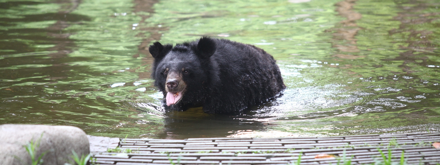 Asiatic black bear standing in a pond with tongue out, surrounded by reflections of trees and greenery in an outdoor enclosure.