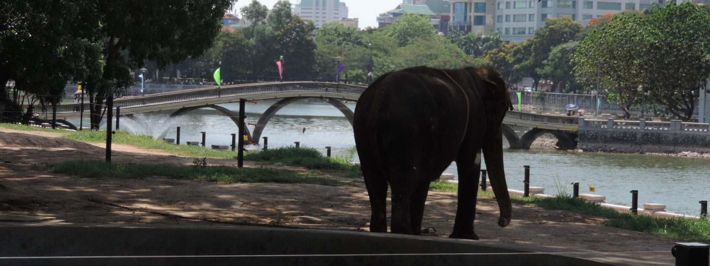 Elephant standing by a riverbank in a city park, with a pedestrian bridge, trees, and buildings in the background.