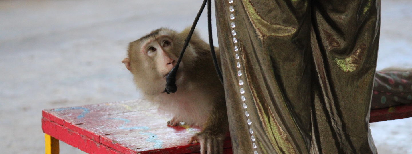 A monkey looks up in fear at a person who holds a stick to its face. The monkey is on a stage at a circus. 
