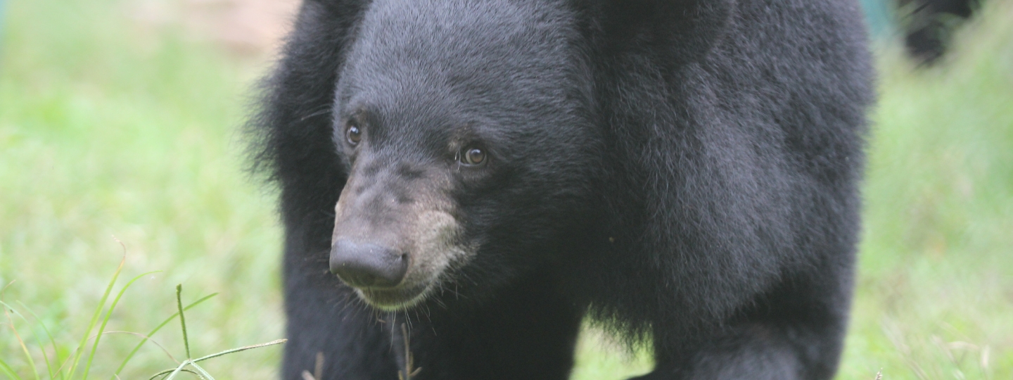 Moon bear walking on green grass, showing thick black fur and a distinctive pale snout.