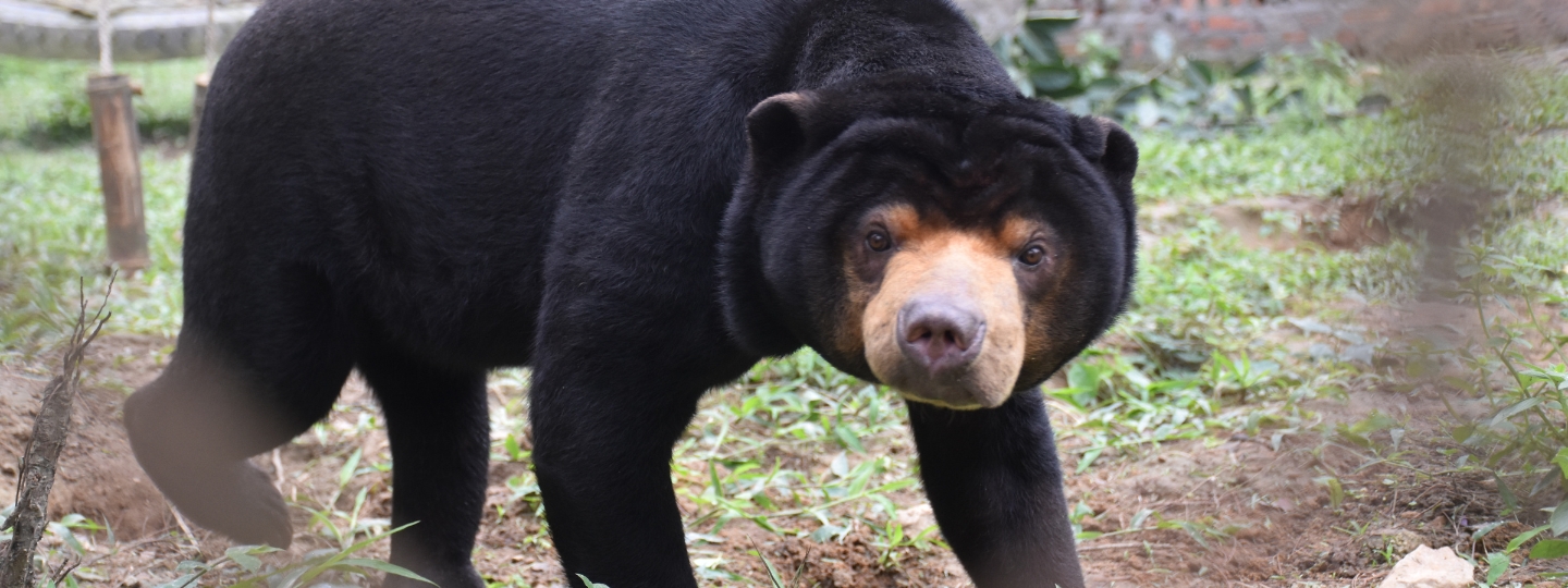 Sun bear walking on grass in an outdoor enclosure, with a distinctive light-colored snout and dark fur.