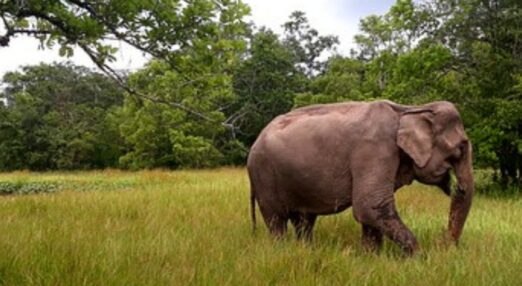 Asian elephant walking through tall grass in a lush, green forest clearing.