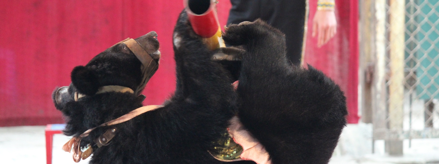 Moon bear wearing a harness and muzzle, performing a trick with a pole in a circus setting with red curtains and fencing.
