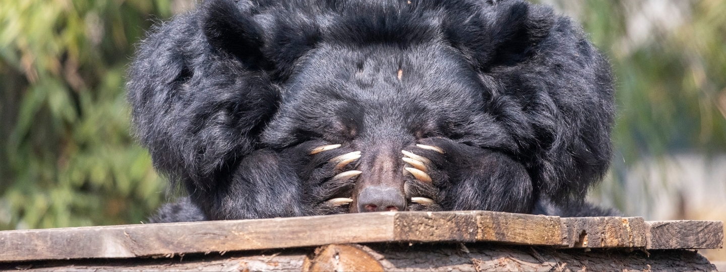 Moon bear resting on a wooden platform, covering its face with its paws in a peaceful sanctuary environment.