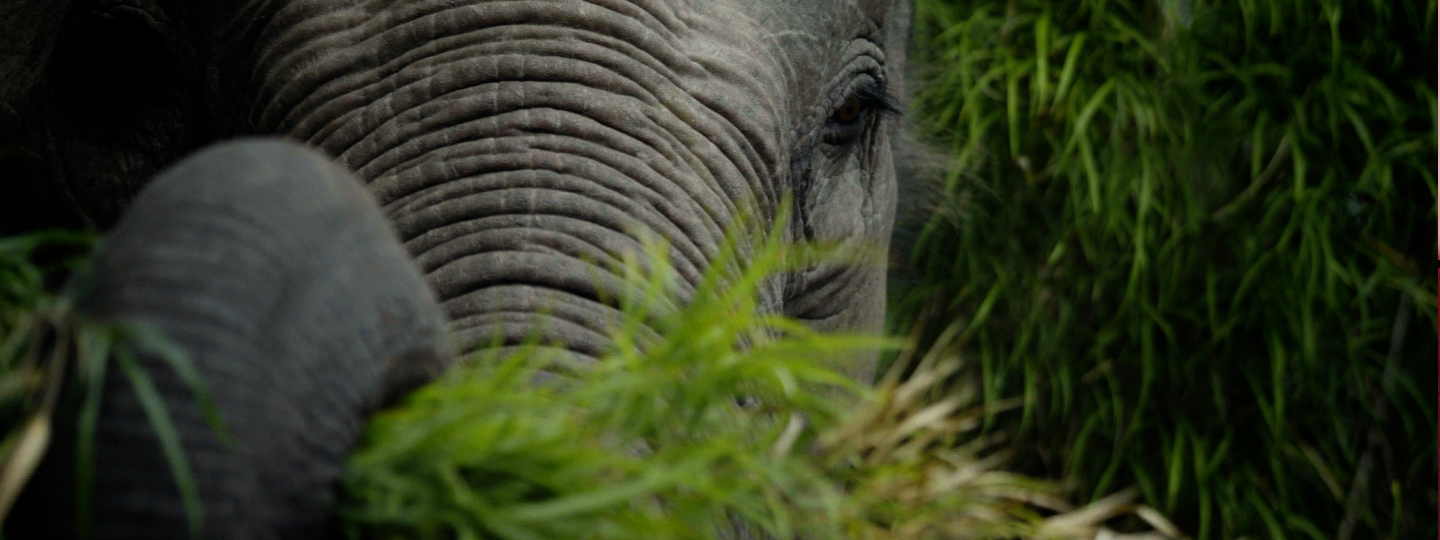 Close-up of an elephant's face looking at the camera, it's holding large leaves in its trunk.