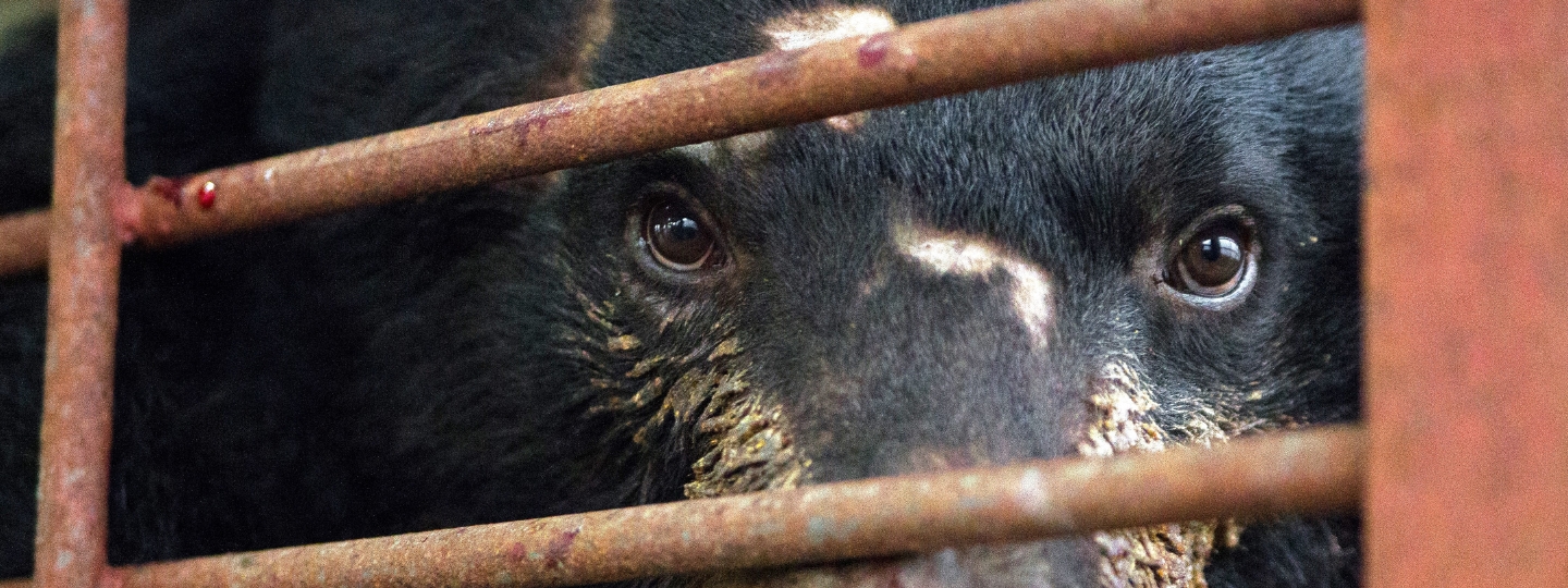 Close-up of a distressed moon bear staring through rusted metal bars, showing signs of injury and confinement in a bile farm cage
