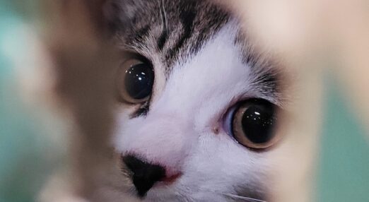 A close-up of a cat's face looking to camera