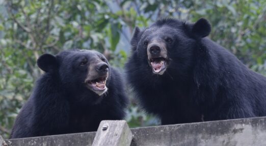 Two bears looking towards the camera with mouths open