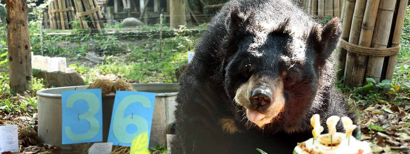 Tatzi der Bär schaut in die Kamera, umgeben von Deko zu seinem 36. Geburtstag