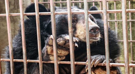 Bear looking to camera through the bars of a cage