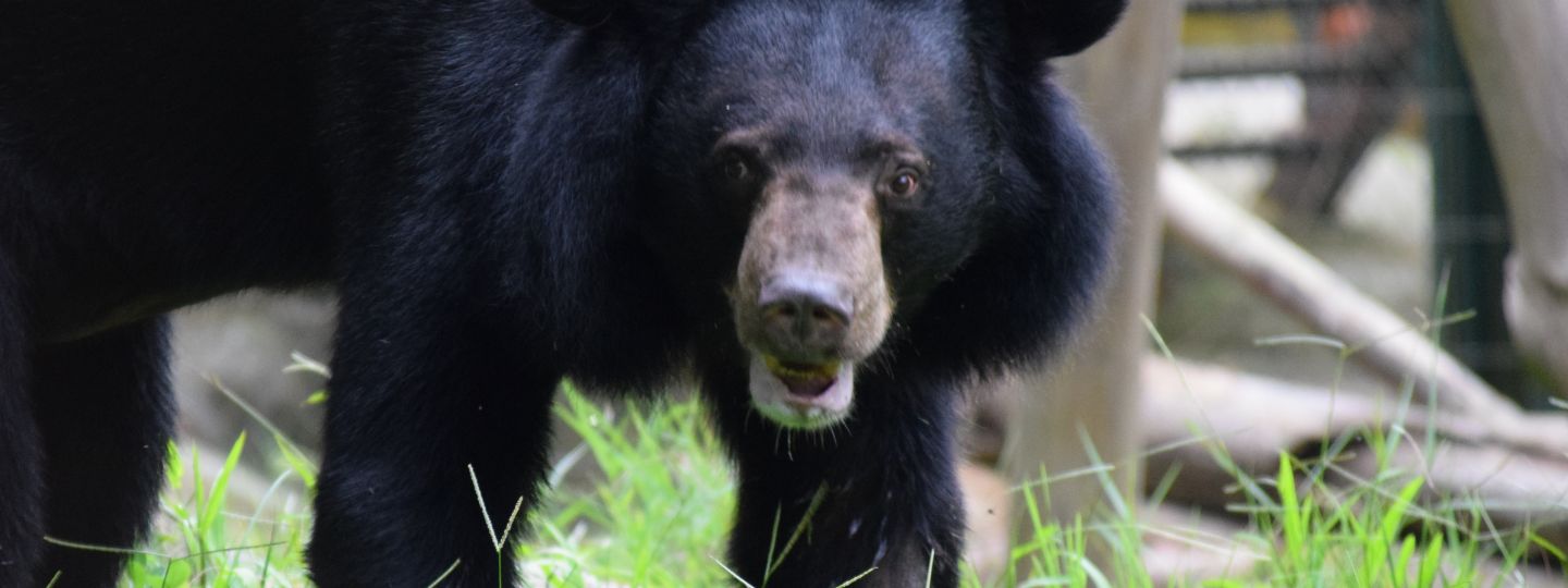 Asiatic black bear with a pale snout standing on grass in a zoo enclosure, looking directly at the camera.