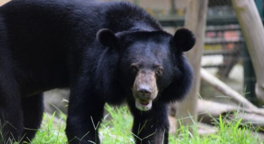 Asiatic black bear with a pale snout standing on grass in a zoo enclosure, looking directly at the camera.