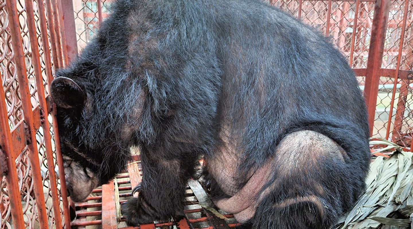 A bear stooped over in a cage
