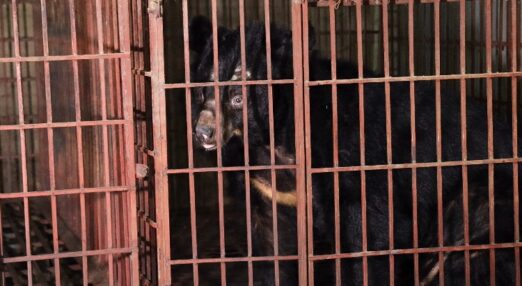 A bear looking to camera through bars of a cage