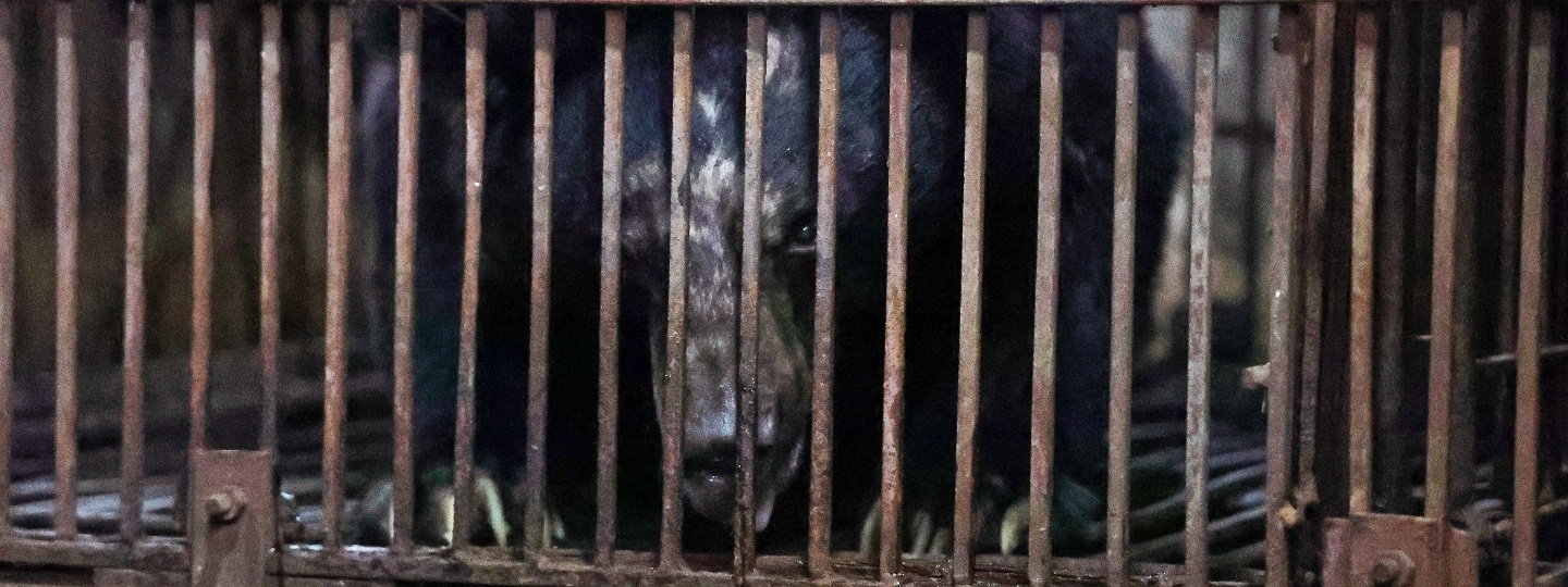 Un orso guarda verso la fotocamera attraverso le sbarre di una gabbia