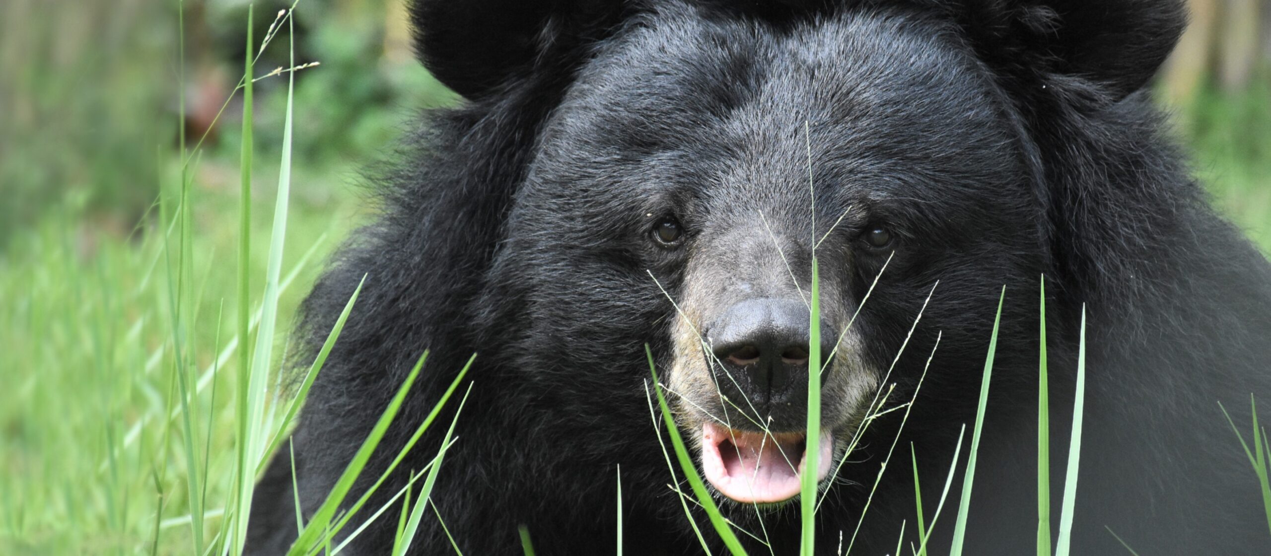 Adult moon bear surrounded by grass facing camera and smiling