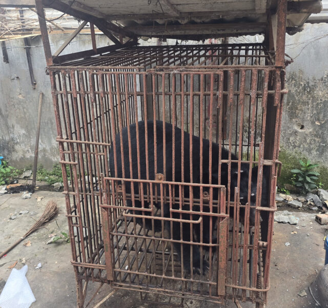 Asiatic black bear standing in a small, rusty cage outdoors with concrete ground and scattered debris.