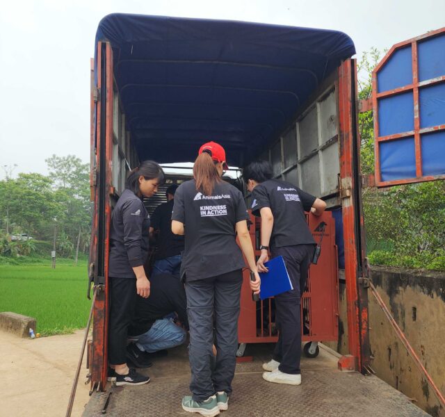 Animals Asia rescue team loading a red bear transport cage into a truck during an animal relocation operation.