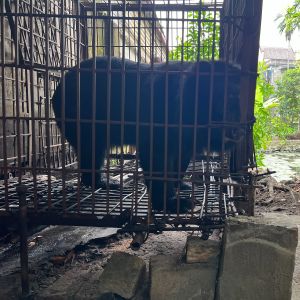 Silhouette of Asiatic black bear standing facing to the right, in raised cage with blocks under and to the front.