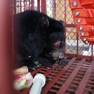 Asiatic black bear in quarantine cage eating from paw, with part of red firehose hammock to the front right and food treats to the left.