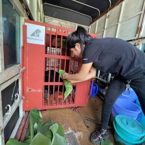 Orange transport cage inside a small truck with Asiatic black bear inside while person in black puts green banana leaf through the bars for the bear. Blue buckets and more leaves on the truck floor.