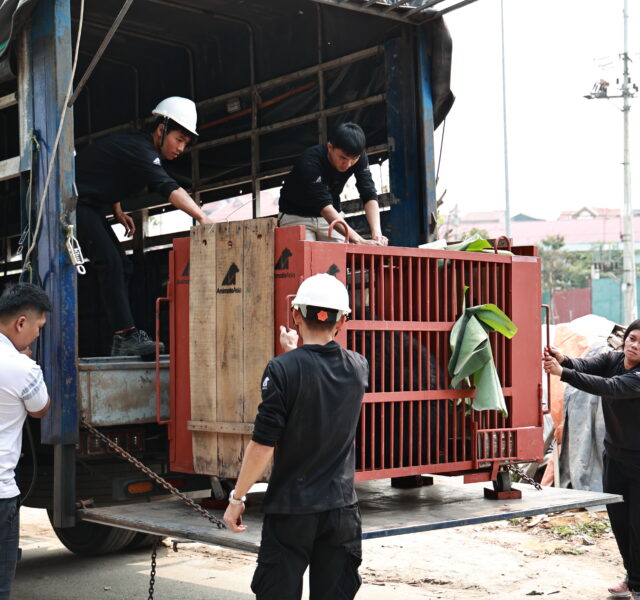 Rescue team loading a red transport cage with an Asiatic black bear onto a truck, cage covered with green leaves.