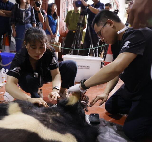 Veterinary team conducting a medical check on an anesthetized Asiatic black bear during a rescue operation, with observers nearby.
