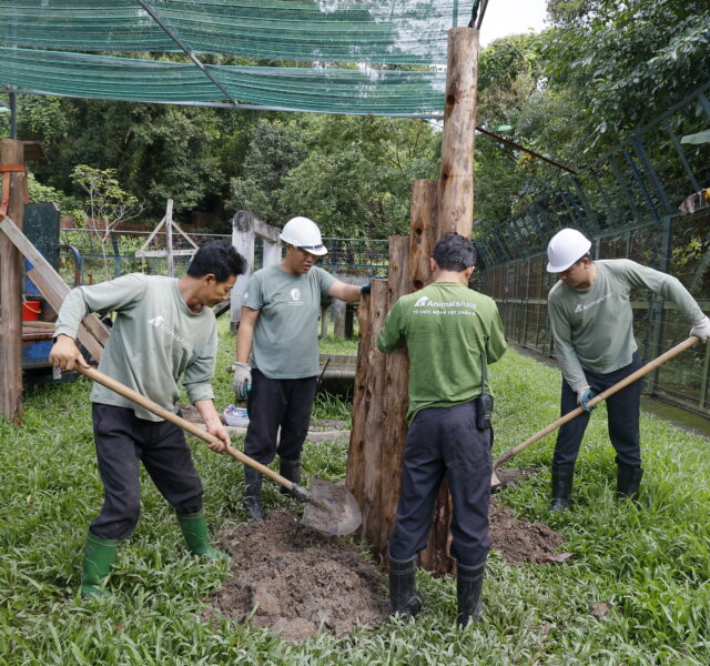 Animals Asia staff installing wooden climbing structures in a grassy outdoor enclosure using shovels and safety gear.