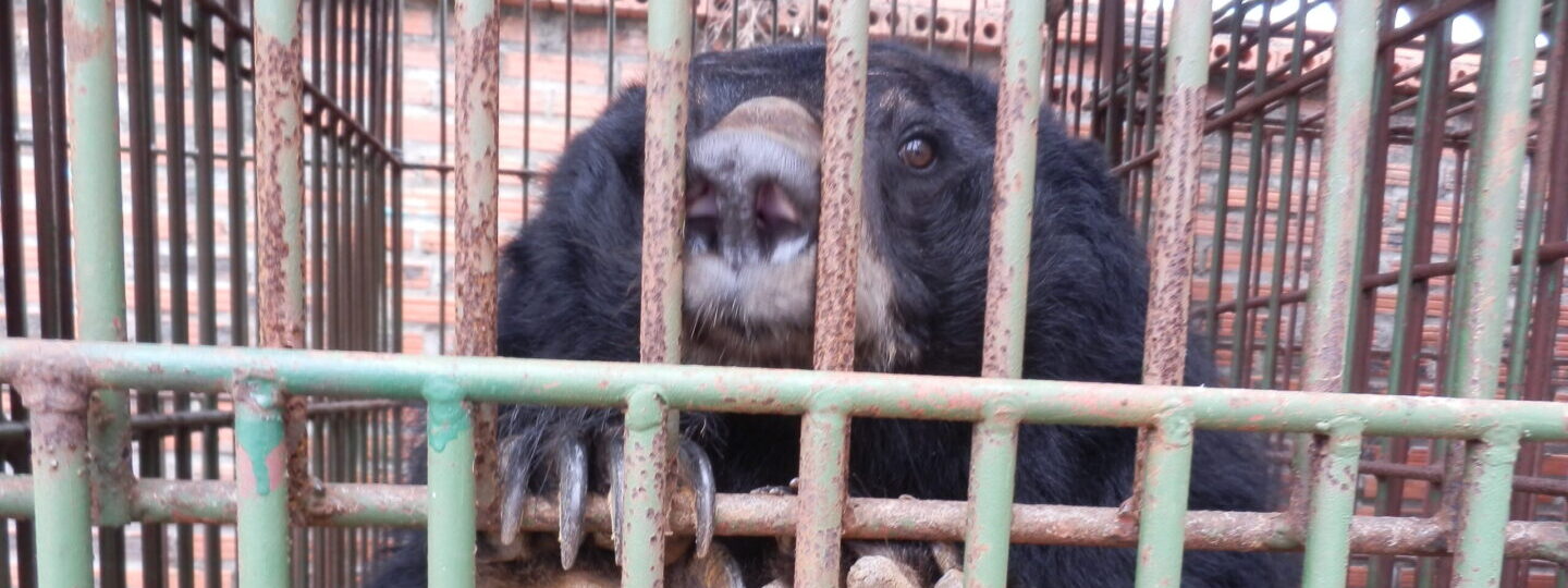 A bear looking through a cage to camera with paws on the cage bars