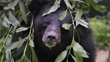 Black bear's face close up peeking through leaves, one eye visible to camera, other eye hidden by a leaf.