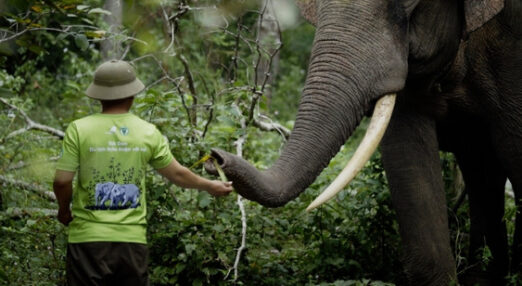 A man wearing a official Yok Don National Park t-shirt gently feeds a leafy branch to a male elephant in the forest.