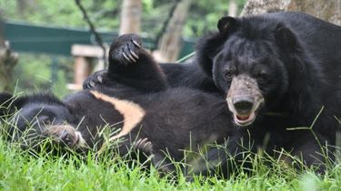 Close up of two happy looking asiatic black bears, lying on the grass next to each other on a grassy floor, facing the camera.
