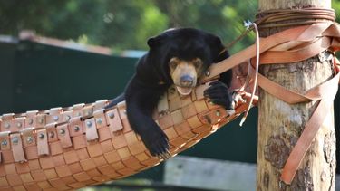 Smiling sun bear lying in a hammock in a grassy enclosure.
