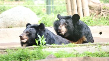 Two happy looking asiatic black bears sitting in an outdoor pool in a grassy enclosure.