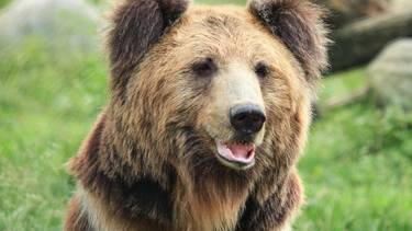 Close-up of a brown bear's face outside surrounded by greenery and looking happy